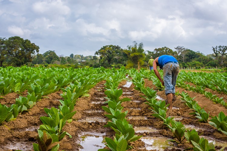 Tabaksplantage San Juan y Martínez, Cuba